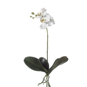 Fausse orchidée Phalaenopsis FAO à planter, blanc, 45cm
