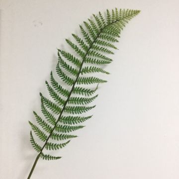 Fausse feuille de fougère CODY, vert, 100cm