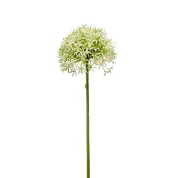 Fausse fleur Allium ARNAU, crème-vert, 60cm