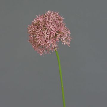 Fausse fleur Allium ARNAU, fuchsia, 60cm