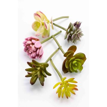 Succulentes artificielles JADON, à piquer, 6 pièces, multicolore, 13cm, Ø5cm