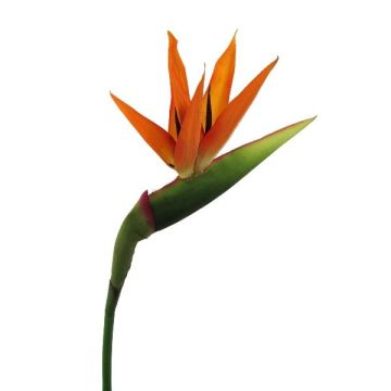 Fleur artificielle Strelitzia BARABE, orange-violet, 100cm