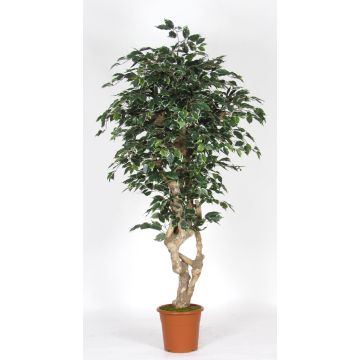 Ficus Benjamina synthétique SILENO, tronc en bois véritable, vert-blanc, 200cm - Made in Italy