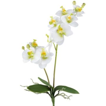 Fleur artificielle Orchidée Phalaenopsis KRUZBER, piquet, racines, blanc-vert, 55cm