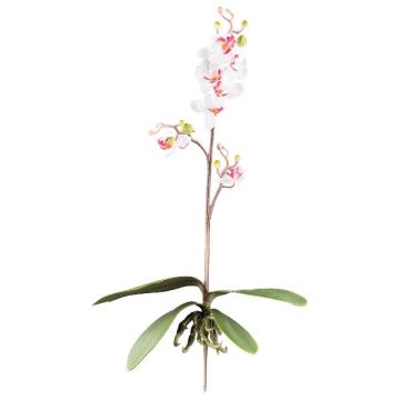 Orchidée Phalaenopsis décorative MALZA, piquet, racines, blanc-lilas, 55cm