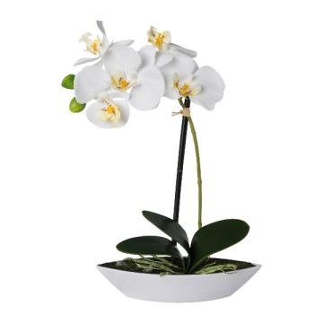 Orchidée Phalaenopsis décorative ORWAN, coupe décorative, racines, blanc, 30cm