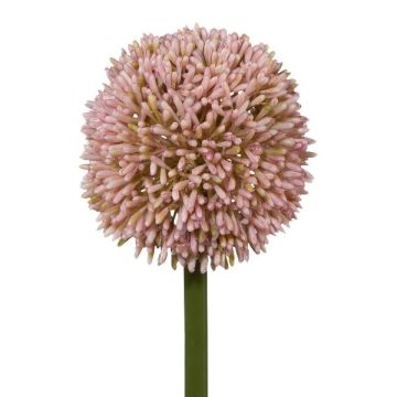 Fleur artificielle Allium MENKES, rose, 65cm