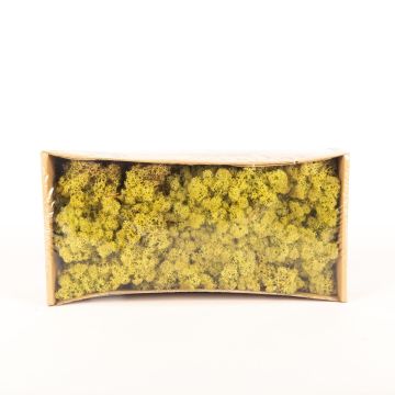 Mousse d'Islande naturelle SVEINBJÖRN, vert houblon, 500g