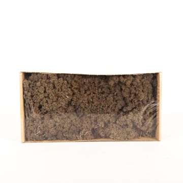 Mousse d'Islande naturelle SVEINBJÖRN, brun, 500g