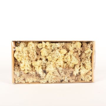 Mousse d'Islande naturelle SVEINBJÖRN, beige sépia, 500g Mousse d'Islande naturelle SVEINBJÖRN, beige sépia, 500g