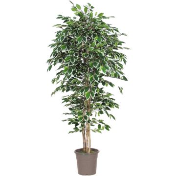 Faux Ficus Benjamina LEVANTA, troncs naturels, vert-blanc, 225cm - Made in Italy