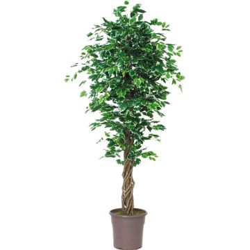 Ficus Benjamina en plastique EDILIO, troncs en bois véritable, vert-blanc, 150cm - Made in Italy