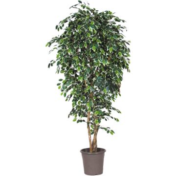 Ficus Benjamina décoratif LUDGARDIS, troncs naturels, vert-blanc, 225cm - Made in Italy