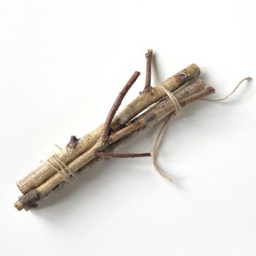 Branches de bouleau TORSTEN en botte, 3 pièces, naturel, 60cm