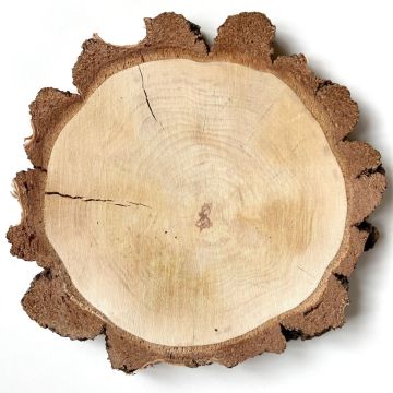 Rondelle d'arbre en bouleau MORGANIE, naturel, Ø19-22cm