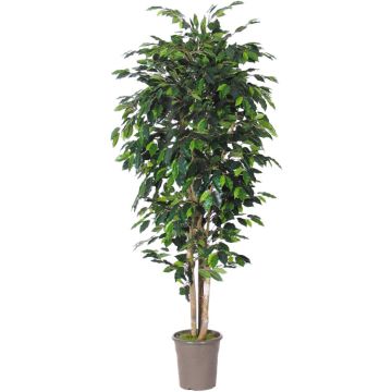 Faux Ficus Benjamina LEVANTA, troncs naturels, vert, 225cm - Made in Italy