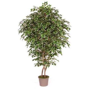 Ficus Benjamina décoratif NEVANTA, troncs en bois véritable, vert-blanc, 225cm - Made in Italy