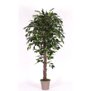 Ficus Benjamina artificiel AMANCIO, troncs naturels, vert, 150cm - Made in Italy