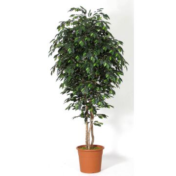 Faux Ficus Benjamina LEVANTA, troncs naturels, vert, 275cm - Made in Italy
