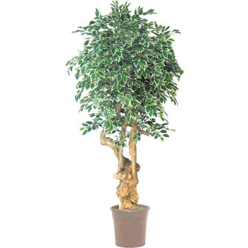 Ficus Benjamina artificiel AURELIANO, tronc naturel, vert-blanc, 200cm - Made in Italy