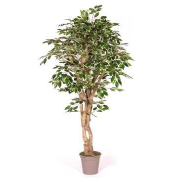 Ficus Benjamina en mousse synthétique YANEXY, troncs naturels, vert-blanc, 200cm - Made in Italy