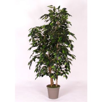 Ficus Benjamina décoratif CASILDA, troncs naturels, vert, 200cm - Made in Italy