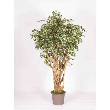 Ficus Benjamina synthétique LISENKA, tronc en bois véritable, vert-blanc, 225cm - Made in Italy