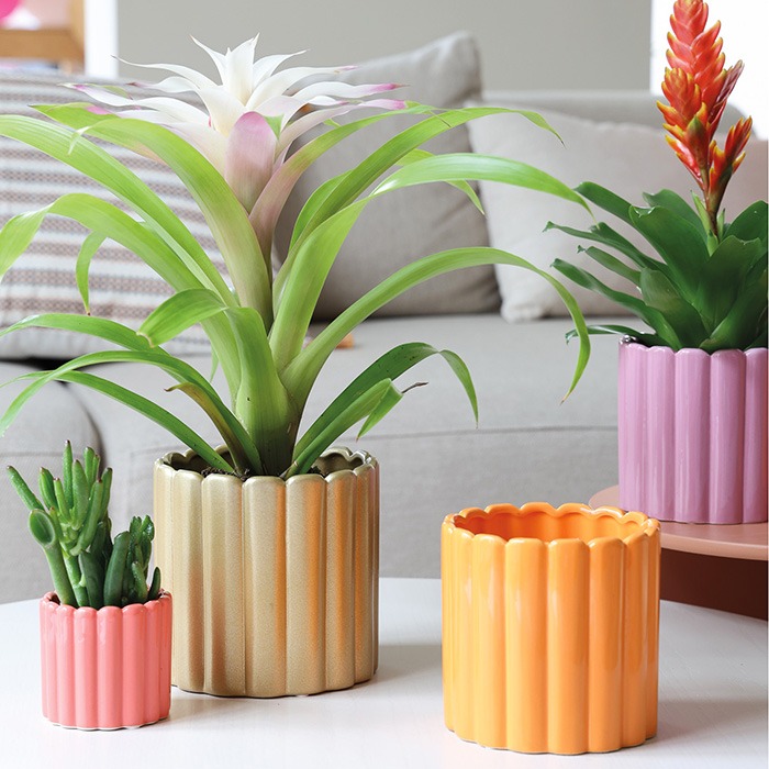 Couleurs du cache-pot