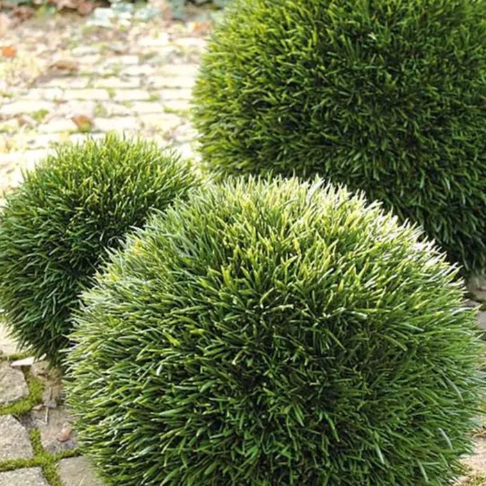 Plantes à boules